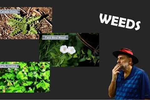 What to Do About Weeds in the Garden - Thistle, Bind Weed, Garlic Mustard