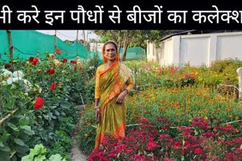 Flowers Easy To Grow From Seeds || Ground Garden || Seed Collection