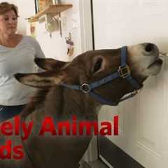Just a Bit of Donkey Love | Unlikely Animal Friends