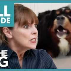 All Hell Breaks Lose when Dogs start BARKING😱 | Full Episode | It's Me or the Dog