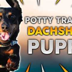 DACHSHUND PUPPY TRAINING! How To Potty Train Your Dachshund Puppy!