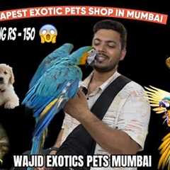 Cheapest Exotic Pets Shops In Mumbai | Starts Rs -150 | Mumbai Famous Pet Shop | Animal | Birds