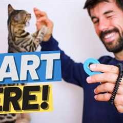 How to Clicker Train a Kitten - Start Clicker Training for Beginners