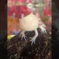 This Is My Albino Axolotl: Amphibian Pets: Aquarium Animals: Casper: #exotic #pets #petlover #life