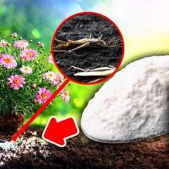 Put Baking Soda On Your Garden And See What Happens