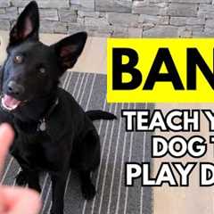 How to Teach Your Dog to Play Dead (Bang! dog trick)