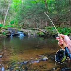Fly Fishing for INCREDIBLE Trout!!