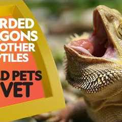 Bearded Dragons and Other Reptiles | Wild Pets at the Vet