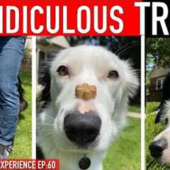 How to Train 3 RIDICULOUS Dog Tricks FAST!