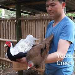 Build a bamboo house to raise white pheasants.  Robert |  Green forest life