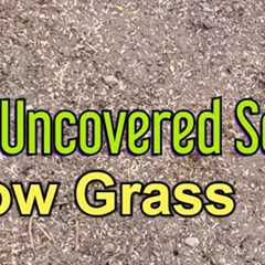 Can You Grow Grass Without Covering The Seed