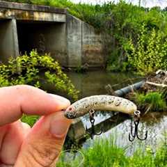 Creek Fishing with Old Rebel Lure...SURPRISE CATCH!!