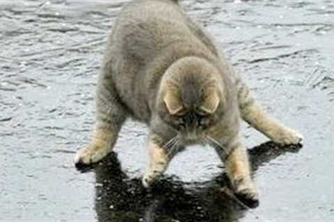 You will LAUGH SO HARD that YOU WILL FAINT - FUNNY CAT compilation