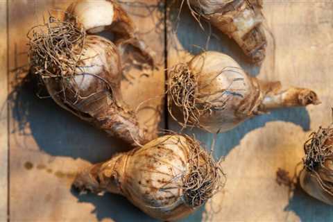 Daffodil Bulbs: Tips on Planting