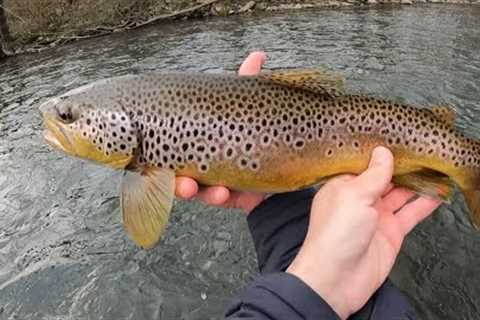 Fly Fishing the Little Juniata,  Spring is Here, the River is Waking Up!
