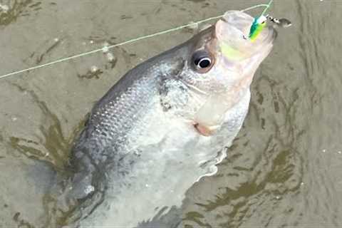 Crappie Fishing Lake Wateree 3-26-24 First Limit Of The Season!!!
