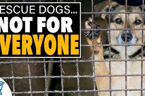 An HONEST Conversation About Rescue Dogs