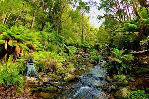 Dry Fly Fishing for Wild Brown Trout in the Rainforest