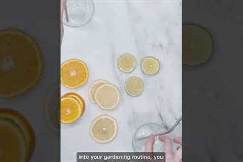 Benefits of Fermented Fruit Juice in Plants | Health Tips #shots #fermented #informative#fruitjuice