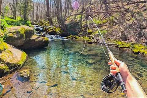I Explored an INCREDIBLE Creek and Lost a Big Trout!! (Fly Fishing for brook and rainbow trout)