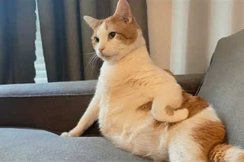 Don't try with mess with these Cats - Funny Cat Videos