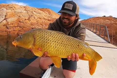 Chasing GIANT Fish in the Middle of the Desert!! (Catch &amp; Cook)