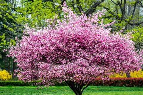 The 10 Best Spring Flowers