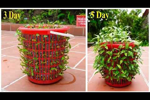 Useful Tips &amp; Tricks Gardening Ideas for Home Vegetable for Beginners
