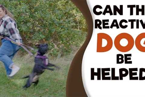 Aggressive Dog Training - Addressing Reactivity to Dogs/People