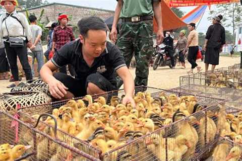 Duong's went to the highland market to buy Duck, Muscovy Ducks, Goose to Raise