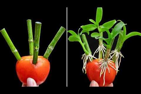 TIMELAPSE: Useful Gardening Tips Vegetables on Balcony and Rooftops for Beginners