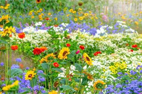 How to Grow Cut Flower Gardens