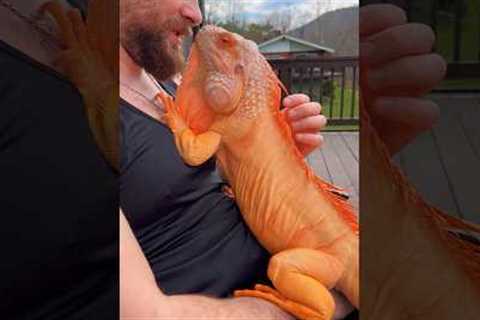 Soulmates 🧡 #lizard #reptile #dragon #orange #iguana #pet