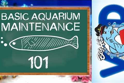 Basic Aquarium Maintenance 101 | BigAlsPets.com