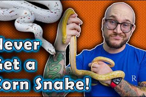 I REFUSE To Get A Corn Snake and YOU Shouldn't Either! Here's Why!