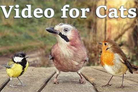 Videos for Cats to Watch - 8 Hour Birds Bonanza - Cat TV Bird Watch