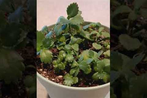 mother of millions houseplant care tutorial #gardening #garden #plants #plant #succulent #planting