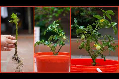 TIMELAPSE : Useful Tips &amp; Tricks Gardening Ideas for Home Vegetable for Beginners