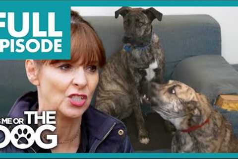 Aggressive Dogs Bark at Guests! | Full Episode | It's Me or the Dog