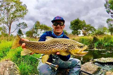 Fly Fishing for Big Brown Trout on South West Victorian Rivers