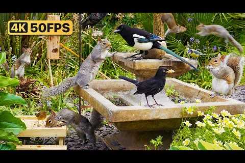 🔴 Birds for Cats to Watch 😺 Cat TV &amp; Cat Games 24/7 🐿 Bird &amp; Squirrel Videos for Cats..