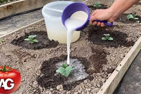 Cucumbers will grow in a moment! Just pour this over the cucumber shoots
