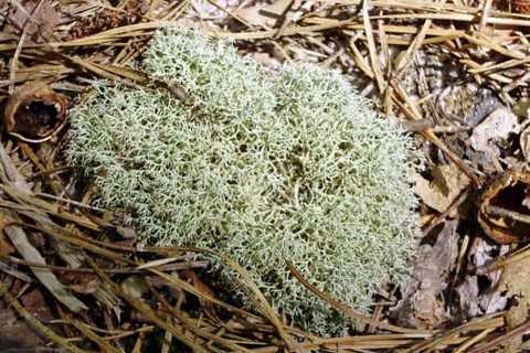 So, Is Moss a Fungus? What is it?
