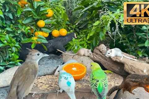 [NO ADS] Birds for Cats to Watch 😸 Cat TV &amp; Cat Games 🕊️ Bird &amp; Squirrel Videos for Cats..