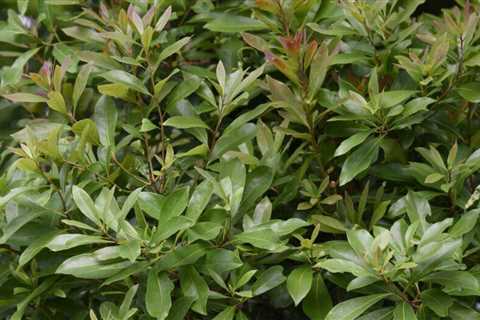 10 Fast Growing Shrubs