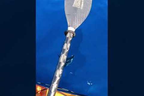 Tuna off a kayak! 😎 #kayakfishing #tuna #ocean #reels #viral