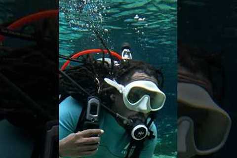 Should SCUBA divers be more worried about Alligators or Sharks? #scubadiving @omgitswicks