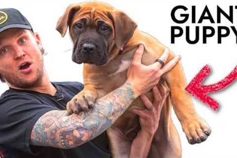 Training The Most Stubborn Puppy In The World...
