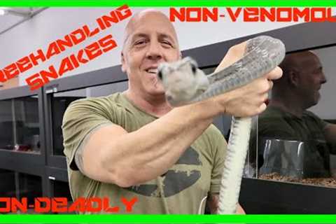 AVAILABLE HUNGRY? SNAKES | MALAYSIA FACILITY