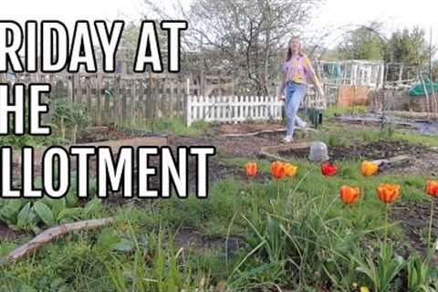 A FRIDAY ON THE ALLOTMENT PLOT / ALLOTMENT GARDENING FOR BEGINNERS